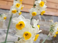 Narcise nad Ajdovščino