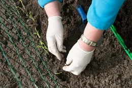 Brez dobrega semena ni dobrega pridelka