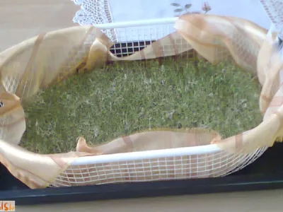 Deteljni kalčki - lucerna